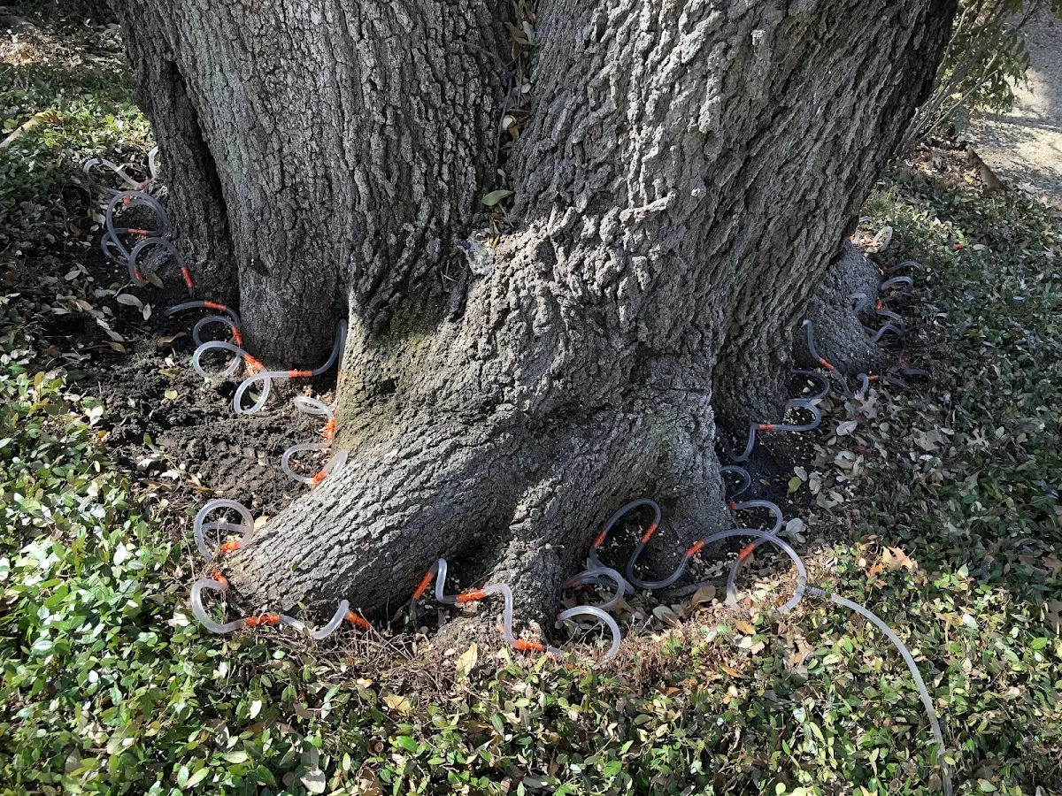 Detailed Tree Cabling and Bracing job site in Venetie