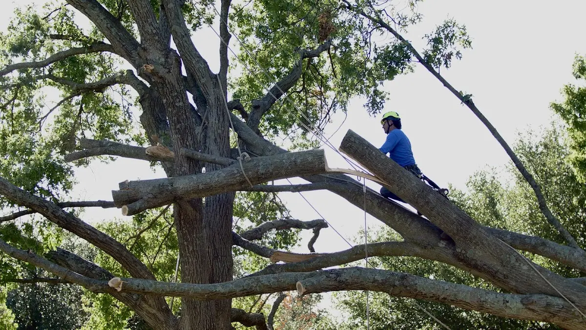 Professional Crown Thinning performed by certified arborists in Venetie