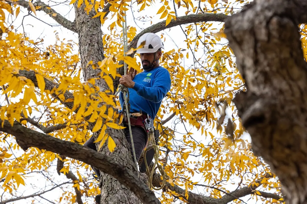 Skilled Tree Pruning crew working in Venetie